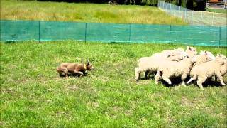 Australian merle kelpie herding sheep in melbourne [upl. by Jeaz]