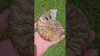 Agatized Ammonite crystals nature fossil [upl. by Nac262]