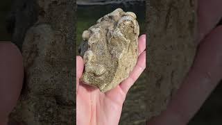 Huge Bryozoan Fossil Found At Flow thefinders teamrockit rockhounding [upl. by Leirea]