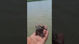 Beautiful bird in mans hand nauture universe [upl. by Sacul]