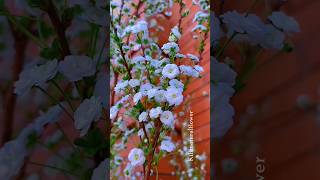 Beautiful Cherry blossom natural flower shorts flower shortvideo status [upl. by Plath]