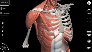 Human Anatomy App  Muscular System  Tutorial 2016 [upl. by Faunie]