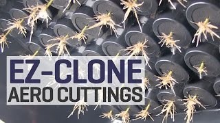 How To Take Clones in Aeroponics We Turn One Plant into Sixty More Aeroponic Cuttings with EZClone [upl. by Sublett]