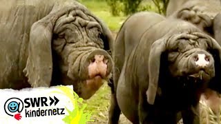 Schweine bei OLIs Wilde Welt  SWR Kindernetz [upl. by Iuq]