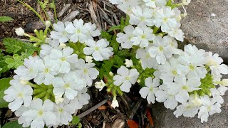 Natives in the garden Texas zone 9 Spring native plant sale haul [upl. by De Witt]