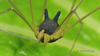 Bunny Harvestman in action Metagryne bicolumnata Cosmetidae Opiliones [upl. by Ettezus401]