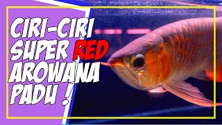 Ciriciri Ikan Arowana Yang Terbaik  Arowana Super Red Kapuas Hulu [upl. by Eelinnej153]