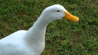 Curious Quackers  Duck Sounds [upl. by Anayeek]