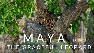 MAYA  The Graceful Leopard  Anshuman Verma Photography  Wildlife Photography [upl. by Meyer677]