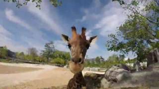 La barbotine  la gourmandise des girafes du Parc zoologique de Paris [upl. by Willy]