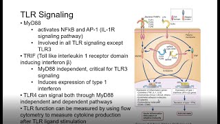 11122 Toll Like Receptors [upl. by Noach]