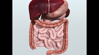 Anatomy and Physiology of Digestive System [upl. by Deanna]