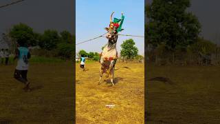 Rare Breed🐯Tiger Skin Bull Mass SlowMo Jump💥👑jallikattu videos kaalai trendingshorts [upl. by Morrison]