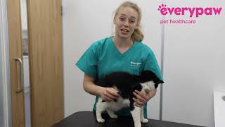 How to Check Your Cat for Fleas [upl. by Gardal]