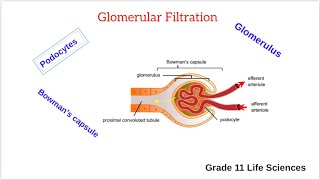 Glomerular filtration [upl. by Annerahs]