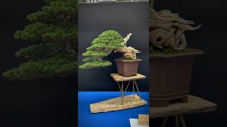 Itoigawa juniper  Trophy Bonsai Show 2023 bonsai bonsaitree bonsaishow tree bonsaiart [upl. by Cliff]