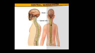 The Central Nervous System vs The Peripheral Nervous System [upl. by Koblas]