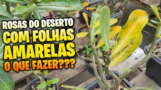 ROSAS DO DESERTO com folhas amarelas e caindo Como resolver [upl. by Anilag335]