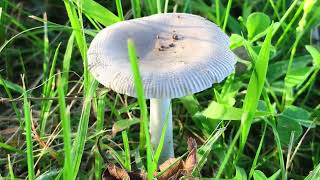 White Dapperling mushrooms 🍄 mushroom [upl. by Marlane]