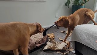 Vizsla Playtime  when 2 Vizslas get hold of your socks [upl. by Anialed23]