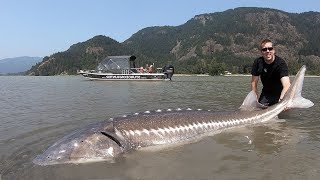 Catch and Cook Sturgeon How to catch giant sturgeon [upl. by Atsirk]