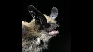 Myotis evotis [upl. by Nitnelav]