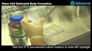 Stem Cell Embryoid Body Formation [upl. by Ymeraj]