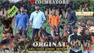 ரூ 1000 முதல் Largest ஜெர்மன் ஷெப்பர்ட் DogAll india Delivery  Puppies sale Long coated German dog [upl. by Nonah]