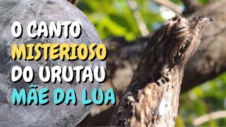 O canto misterioso do URUTAU NYCTIBIUS GRISEUS COMMON POTOO MÃEDALUA URUTÁGUA AVEFANTASMA [upl. by Hogan]