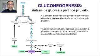 Gluconeogénesis y glucogénesis V64 [upl. by Kimble]