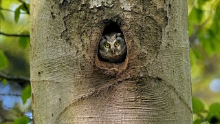 The Trees Have Eyes – Boreal Owl Aegolius Funereus [upl. by Gilberta]