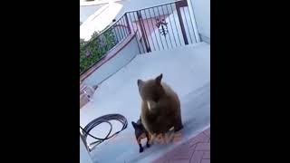 Brave Dog vs 2 Bears viral dog animals [upl. by Yllah132]