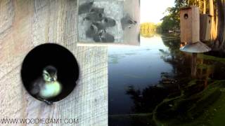 Woodiecam1 61313 Wood Duck Willowemocs 14 babies skydive from nest box [upl. by Haissem]