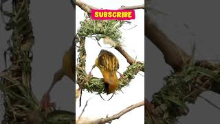 Baya Weaver nest crafting artistry🦜🪹 birds artistic nest birdnest birdlovers shortsvideo [upl. by Boeschen537]