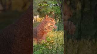 Squirrels FORGET Where They Bury Nuts🐿️🐿️animals animalfacts shorts [upl. by Clarkin]