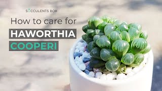 BEST TIPS HOW TO CARE FOR HAWORTHIA COOPERI [upl. by Roderic]