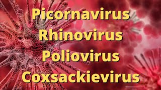 Picornavirus Rhinovirus Poliovirus Coxsackievirus [upl. by Elfont]