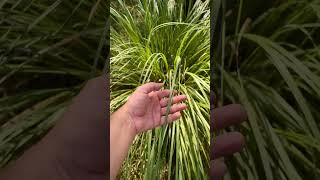 CAPIM DOS PAMPAS  Cortaderia selloana  Habitat Brasileiro plantas capim habitatbrasileiro [upl. by Ogren]