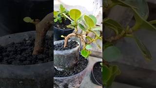 Membuat Bonsai Beringin Dolar Mame bonsai [upl. by Anitroc]