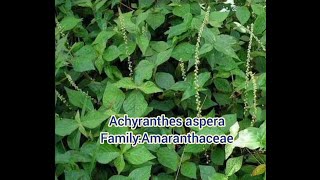 Common plants Scientific name Achyranthes aspera  FamilyAmaranthaceae  BD Botanist 2021 [upl. by Hanahs]