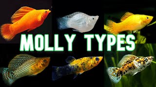 Molly Types amp Colors  Over 30 [upl. by Einaej]