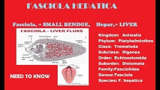 Fasciola Hepatica liver fluke completes notes with full discussion [upl. by Elleniad]