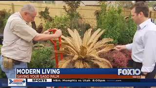 Saving your Sago Palm [upl. by Hervey522]