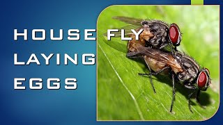 HOUSE FLY LAYING EGGS  35 [upl. by Alomeda803]