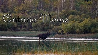 Northern Ontario Moose Harvest  First Nations [upl. by Aitnic]