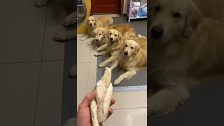 Golden Retriever Let’s eat food together [upl. by Chastain]