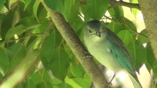 Pájaro Choguy en armonía con el Arpa Paraguaya [upl. by Dayna895]