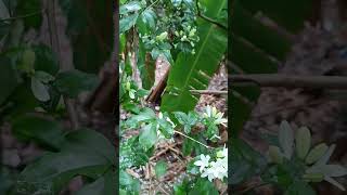 Beutiful jasmine flowers jasmin flowers viral youtubeshorts [upl. by Tigges484]