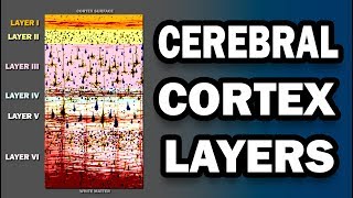 Cerebral Cortex Layers [upl. by Hartman]