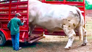 20 Biggest Bulls In the World [upl. by Sammer854]